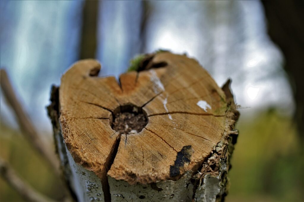 Les bénéfices de l’élagage régulier des arbres pour une conduite sans accro